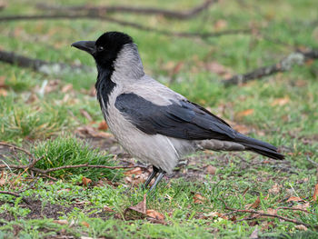 Close-up of bird perching on grass