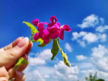 Close-up of cropped hand holding flower