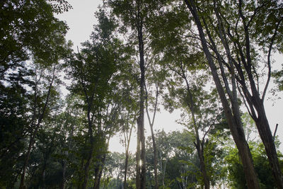 Low angle view of trees in forest against sky