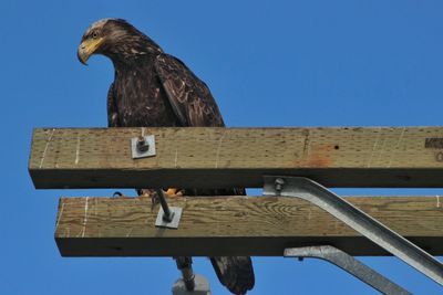 Close-up of a bald eagle against blue sky