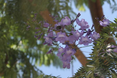 Close-up of butterfly on tree