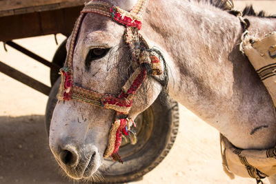 Close-up of horse