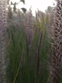 Close-up of pine trees on field