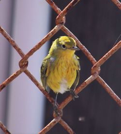 Close-up of bird perching outdoors