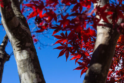 Low angle view of maple tree against sky