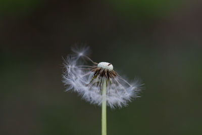 Close-up of dandelion against white background