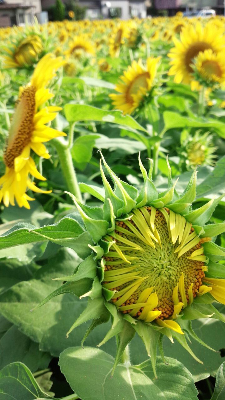 flower, freshness, yellow, growth, fragility, petal, flower head, beauty in nature, sunflower, plant, nature, close-up, blooming, leaf, insect, focus on foreground, green color, pollen, outdoors, day