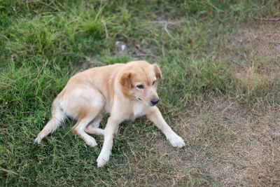 Dog sitting on a field