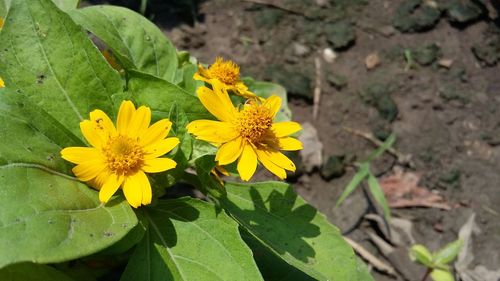 Close-up of yellow flower