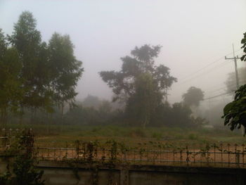 Trees in foggy weather