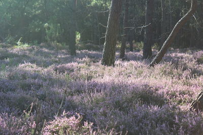 Plants growing in forest