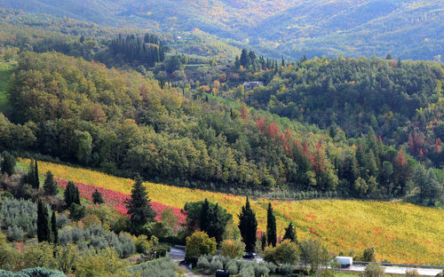 Scenic view of forest and vineyard during autumn