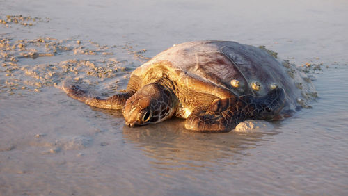 Close-up of turtle in water