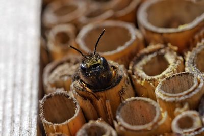 Close-up of honey bee on honeycomb