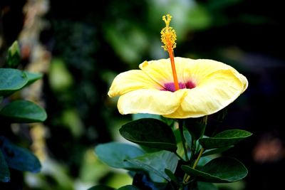 Close-up of yellow flowering plant