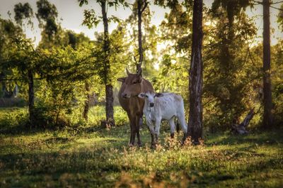 Horse standing in a field