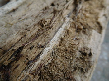 Close-up of insect on tree trunk