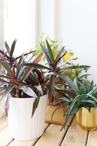 Green flowers and plants in a pot decorating a cozy home