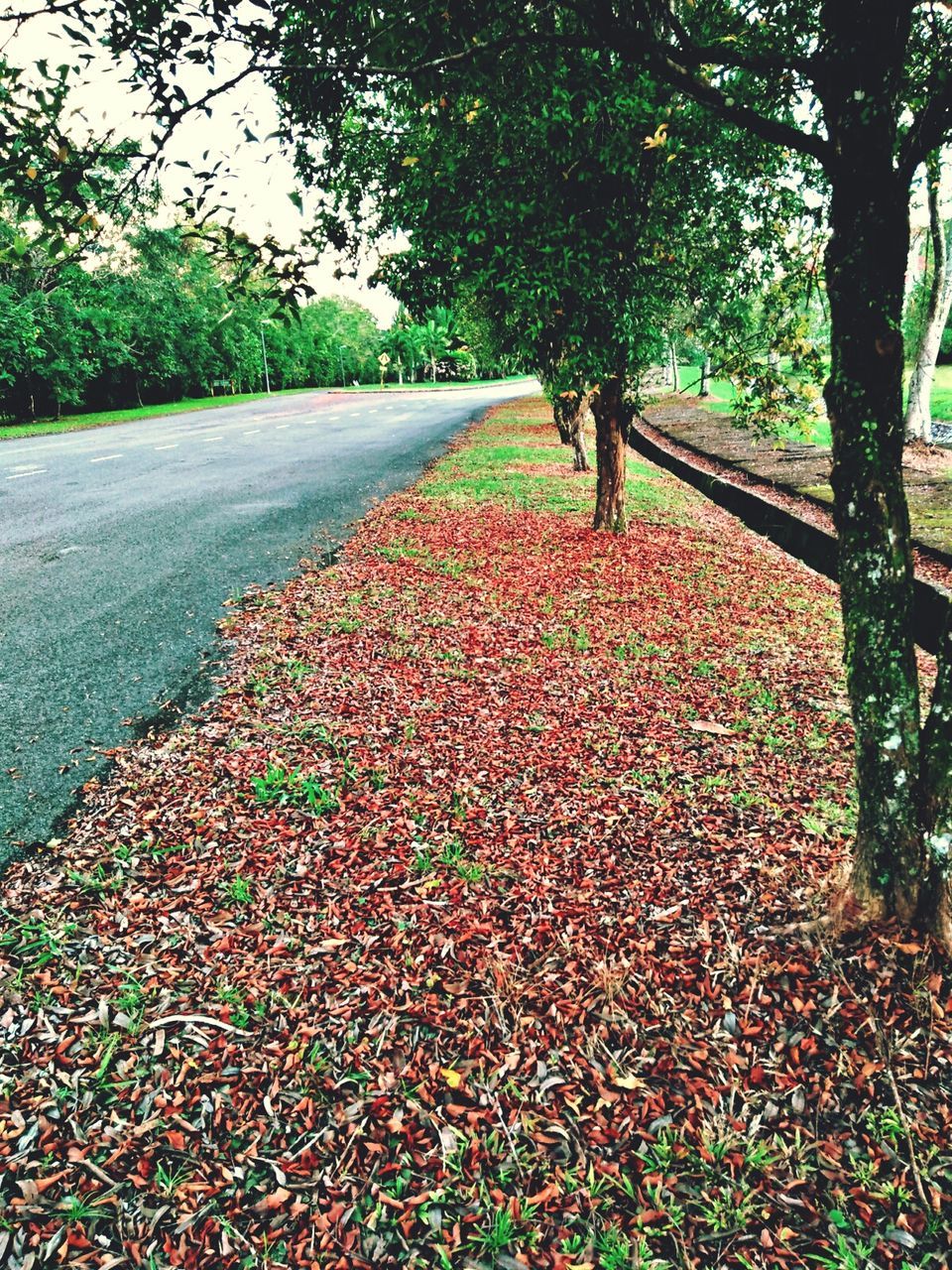 tree, autumn, nature, leaf, change, beauty in nature, scenics, day, tranquility, growth, the way forward, outdoors, tranquil scene, no people, landscape, forest, branch