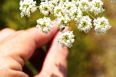 Close-up of hand holding flower