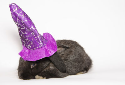 Black baby bunny with halloween witch hat