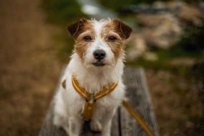 Portrait of dog sitting on field