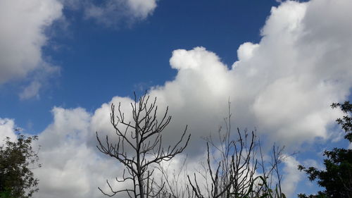 Low angle view of trees against sky