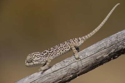 Close-up of lizard on tree