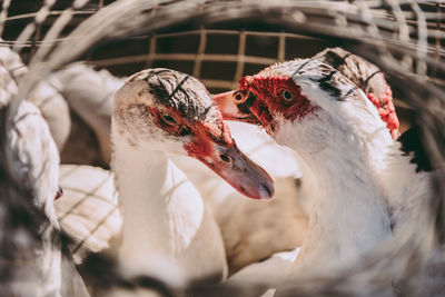 The atmosphere of the market for selling ducks for cooking.