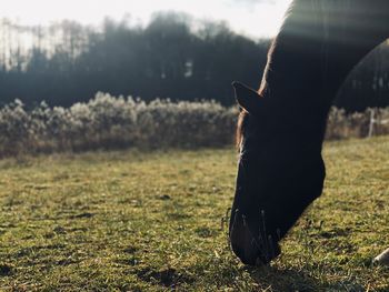 Horse portrait