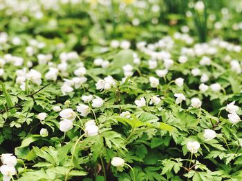 Close-up of white flowering plants