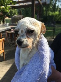 Close-up of dog relaxing outdoors