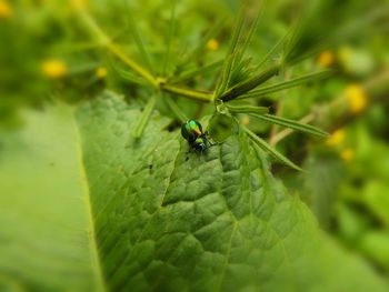 Close-up of insect on leaf