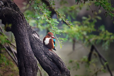 A white throated kingfisher in keoladeo national park