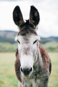 Close-up portrait of donkey on field