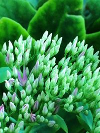 Close-up of flowers
