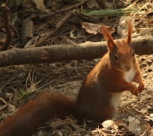 Close-up of squirrel