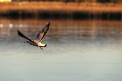 Seagull flying over lake