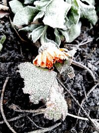 Close-up of frozen mushroom growing in winter