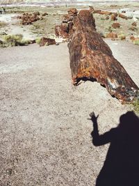 Shadow of tree trunk