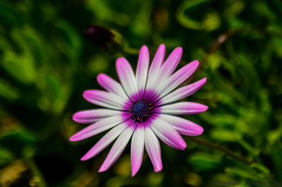 Close-up of pink flower