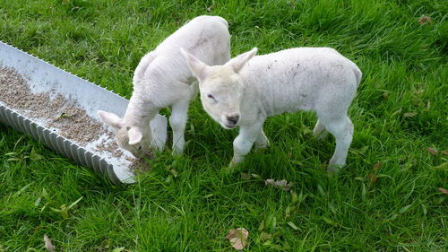 High angle view of sheep on field