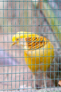 Close-up of parrot