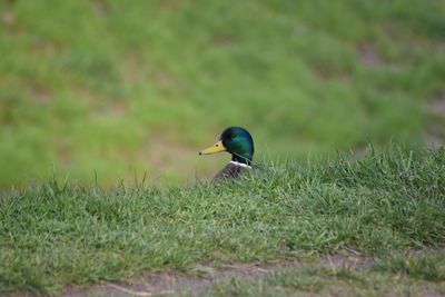 Mallard duck on grassy field