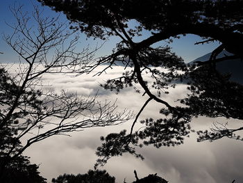 Low angle view of silhouette tree against sky