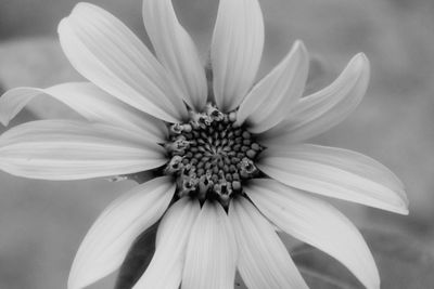 Close-up of white flower