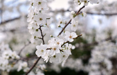 Close-up of white cherry blossom tree