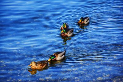 High angle view of mallard ducks swimming on lake