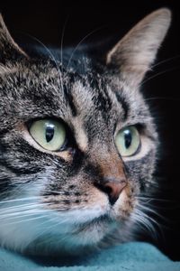 Tabby cat with green eyes 