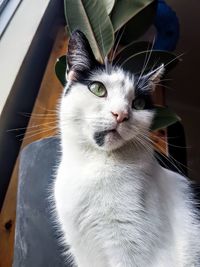 Close-up of a green eyed cat dazing into distance